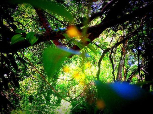 Samadhi Nature Resort — 700 m away from Nine Arches Bridge Ella