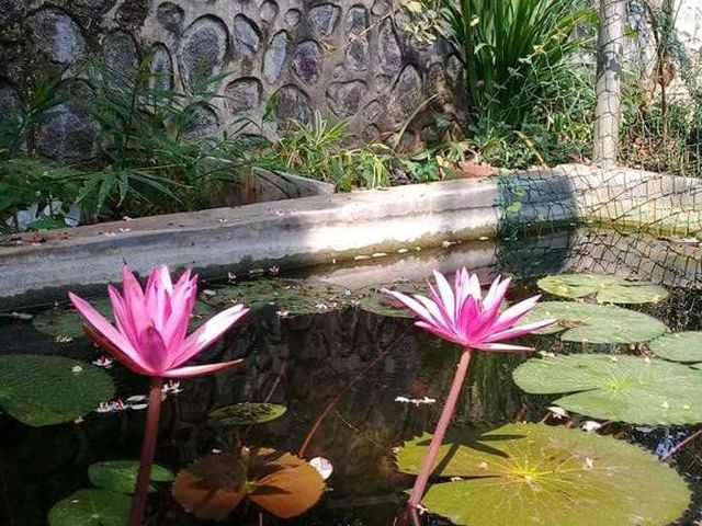 Hotel Paradiso — 700 m away from Jungle Beach Galle