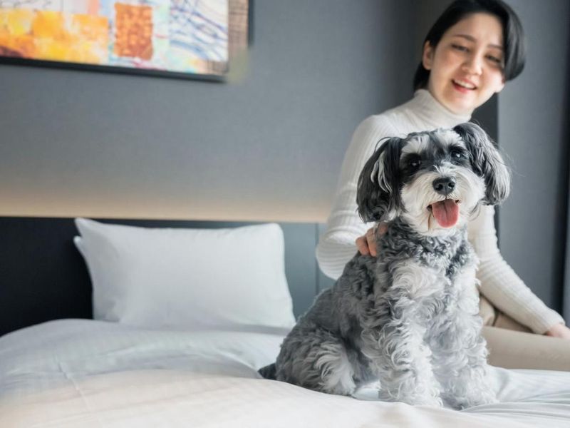 hotel anddoggy Kyoto Nijo, Kyoto