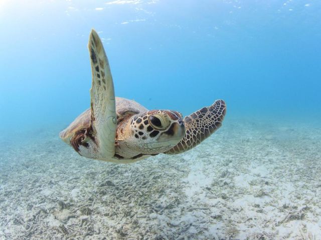 Tokashiku Marine Villege — 2.2 km away from Kerama Islands Okinawa