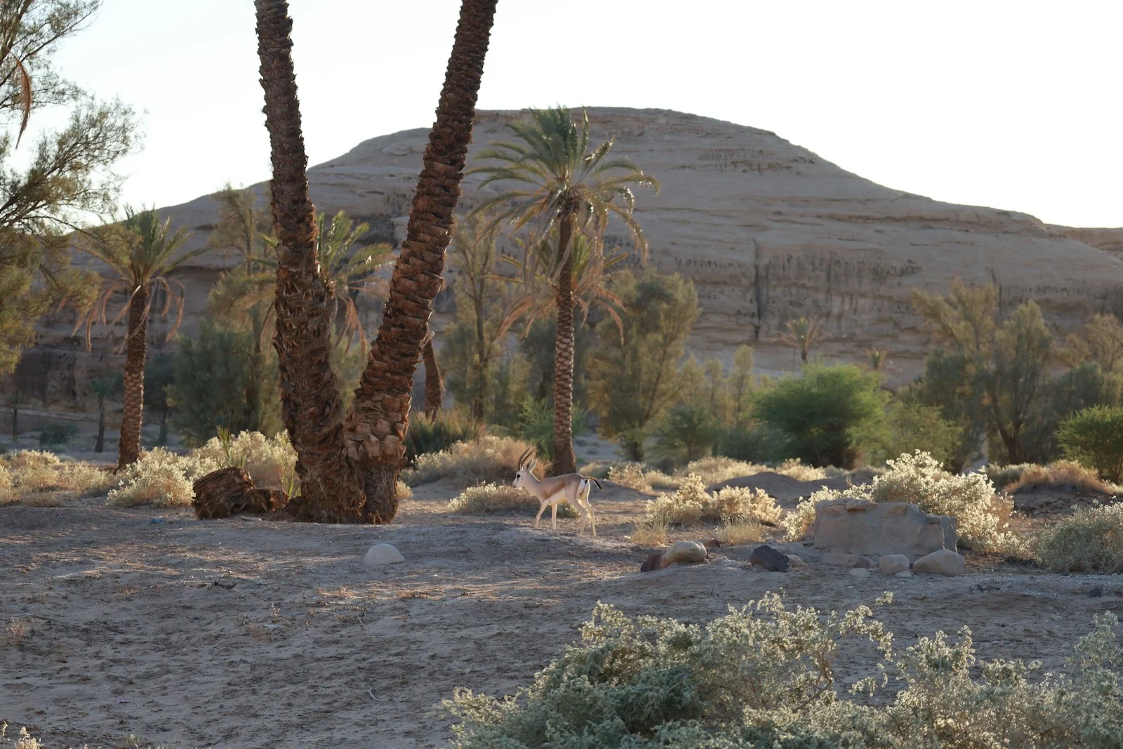 AlUla, Saudi Arabia
